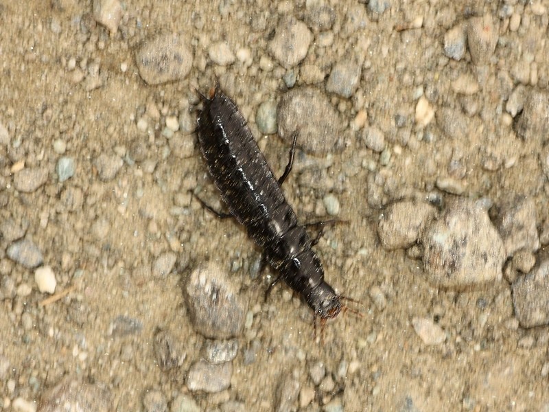 Larva di Carabidae:  Carabus cfr. concolor